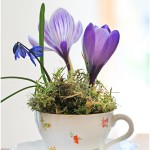 Crocuses in a cup - by Craft & Creativity